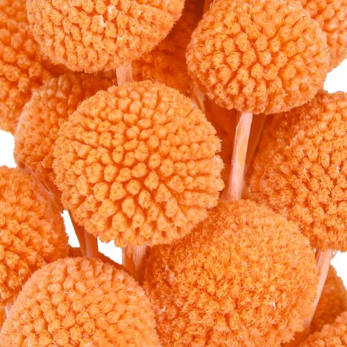 Artículo Craspedia flores secas blanqueadas naranja 50-55cm 20uds