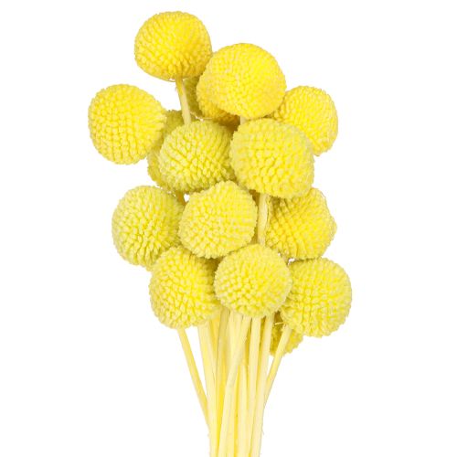 Floristik24 Craspedia flores secas de colores amarillo-verde 50-55cm 20uds