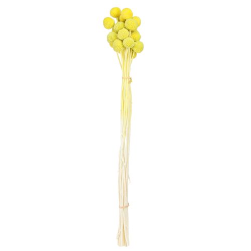 Artículo Craspedia flores secas de colores amarillo-verde 50-55cm 20uds