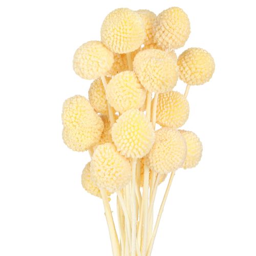Floristik24 Baquetas de Craspedia teñidas en crema 50-55cm 20uds