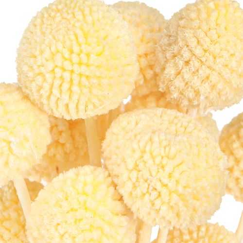 Artículo Baquetas de Craspedia teñidas en crema 50-55cm 20uds