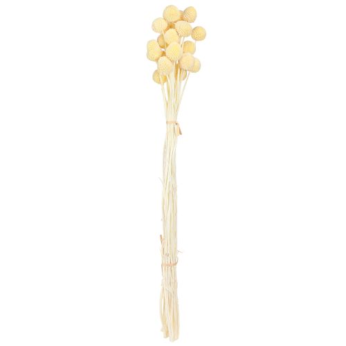 Artículo Baquetas de Craspedia teñidas en crema 50-55cm 20uds