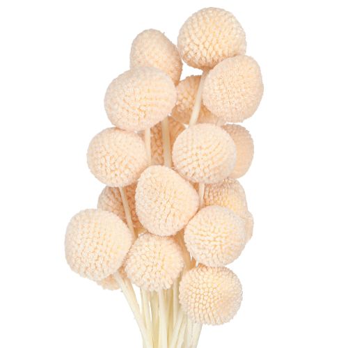 Floristik24 Baquetas de Craspedia teñidas en color melocotón 50-55 cm 20 unidades