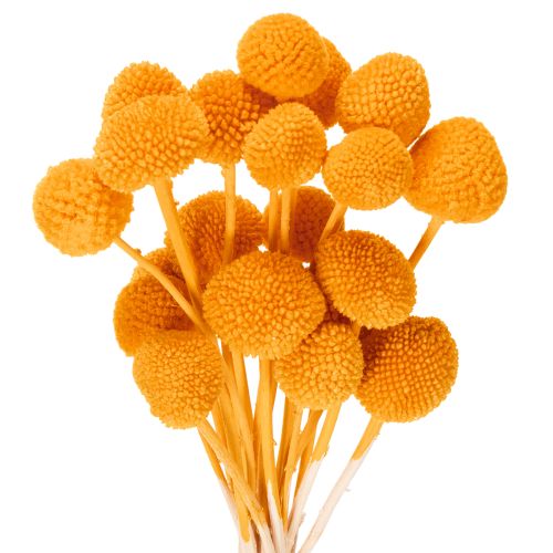 Ramo de flores secas Craspedia de 55 cm, 20 unidades.