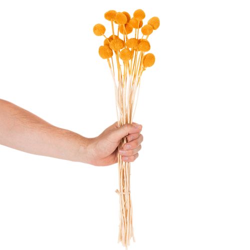 Ramo de flores secas Craspedia de 55 cm, 20 unidades. | Floristik24.es