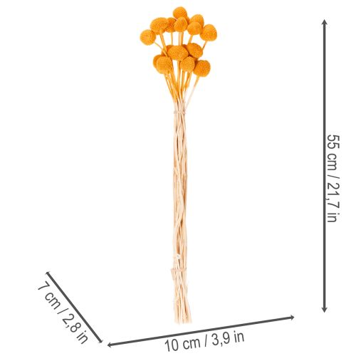 Ramo de flores secas Craspedia de 55 cm, 20 unidades. | Floristik24.es