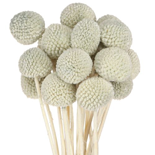 Floristik24 Baquetas secas de Craspedia, color gris, 50-55 cm, 20 unidades