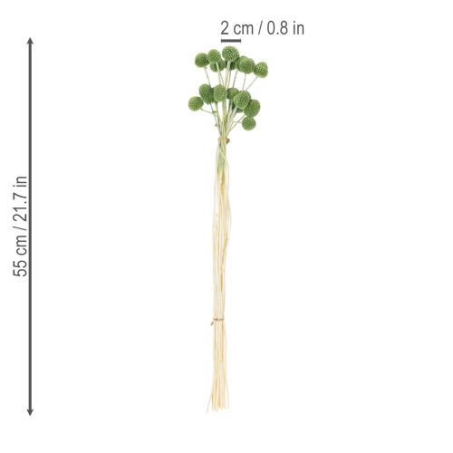 Artículo Bolas de flores de Craspedia secas para decoraciones otoñales con estilo, 55 cm, 20 piezas