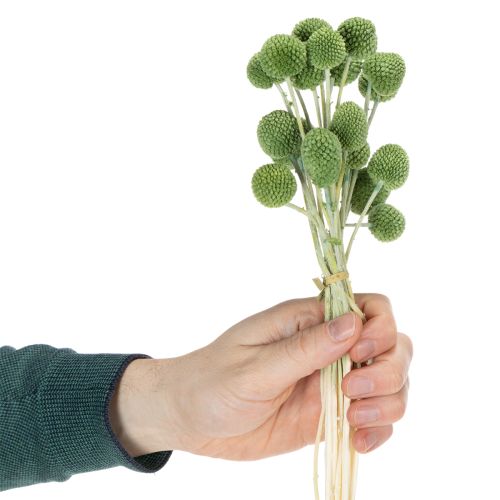 Artículo Bolas de flores de Craspedia secas para decoraciones otoñales con estilo, 55 cm, 20 piezas