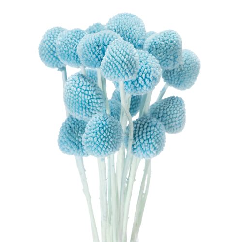 Decoración de flores secas Craspedia para jarrón, estilo minimalista, decoración de verano duradera, 55 cm, 20 piezas