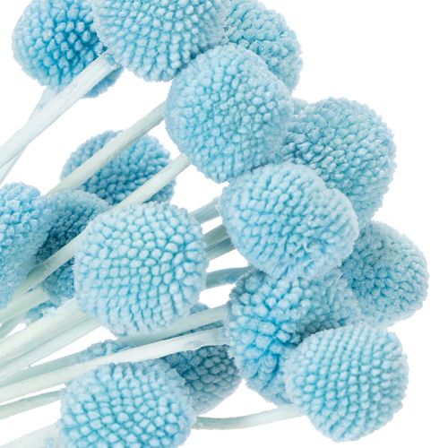 Artículo Decoración de flores secas Craspedia para jarrón, estilo minimalista, decoración de verano duradera, 55 cm, 20 piezas