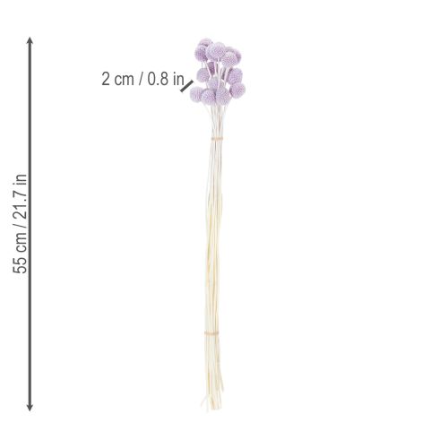 Artículo Flores secas de Craspedia para la decoración moderna de la mesa de tu hogar, 55cm, 20 piezas