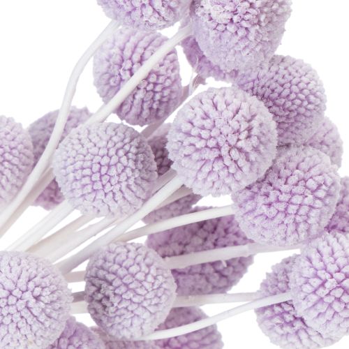 Artículo Flores secas de Craspedia para la decoración moderna de la mesa de tu hogar, 55cm, 20 piezas