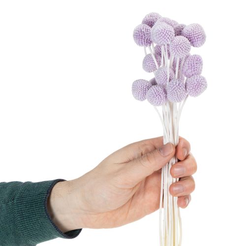 Artículo Flores secas de Craspedia para la decoración moderna de la mesa de tu hogar, 55cm, 20 piezas