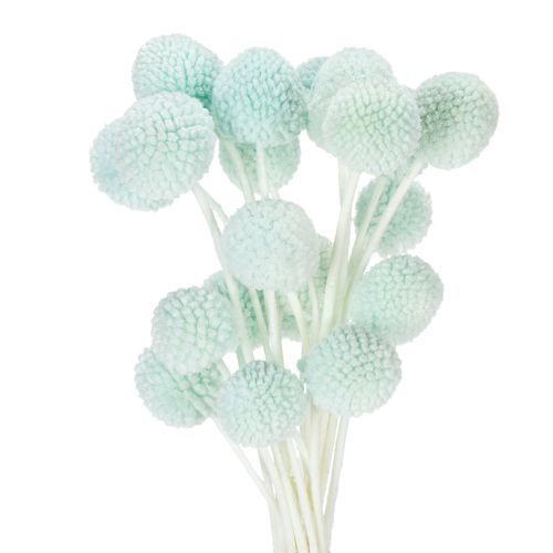 Floristik24 Flores secas de Craspedia, ramo decorativo para salón, decoración de mesa, boda, 55 cm, 20 piezas
