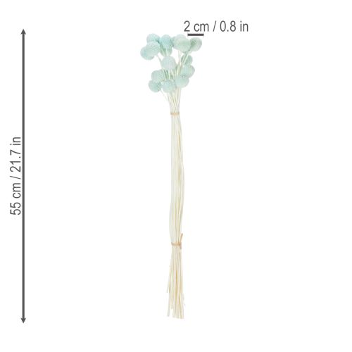Artículo Flores secas de Craspedia, ramo decorativo para salón, decoración de mesa, boda, 55 cm, 20 piezas