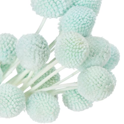 Artículo Flores secas de Craspedia, ramo decorativo para salón, decoración de mesa, boda, 55 cm, 20 piezas