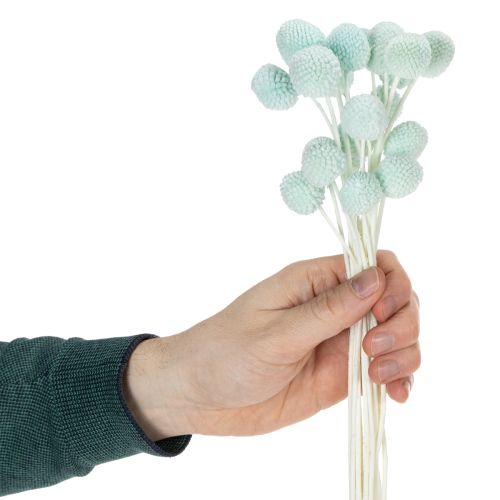Artículo Flores secas de Craspedia, ramo decorativo para salón, decoración de mesa, boda, 55 cm, 20 piezas