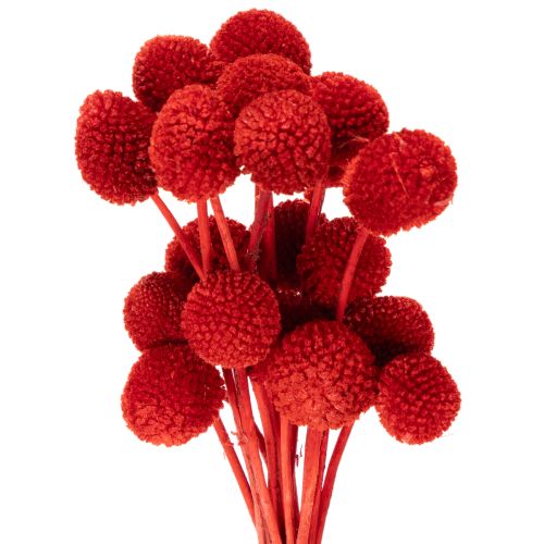 Flores de Craspedia secas, teñidas, con tallos largos, 55 cm, 20 unidades