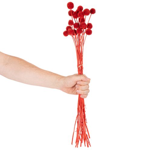 Flores de Craspedia secas, teñidas, con tallos largos, 55 cm, 20 unidades | Floristik24.es