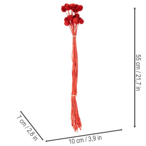 Flores de Craspedia secas, teñidas, con tallos largos, 55 cm, 20 unidades | Floristik24.es