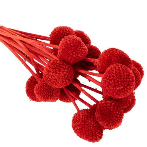 Flores de Craspedia secas, teñidas, con tallos largos, 55 cm, 20 unidades | Floristik24.es