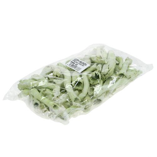 Artículo Cupy Roots, Pepe Cono Verde Claro, Blanco Lavado 350g