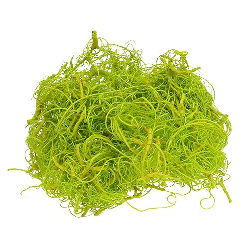 Floristik24 Musgo rizado verde claro 350g