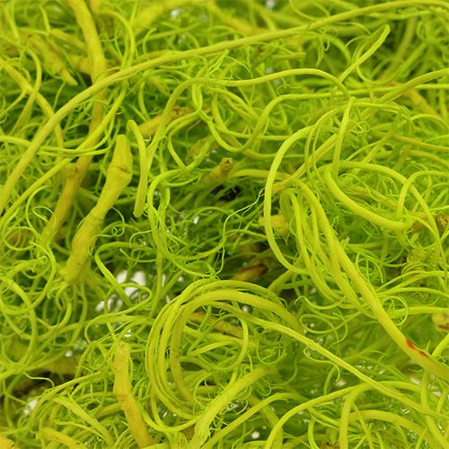 Floristik24 Musgo rizado verde claro 350g