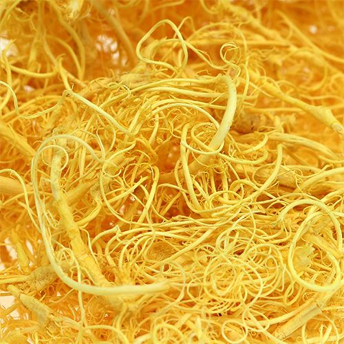 Floristik24 Musgo rizado amarillo claro 350g