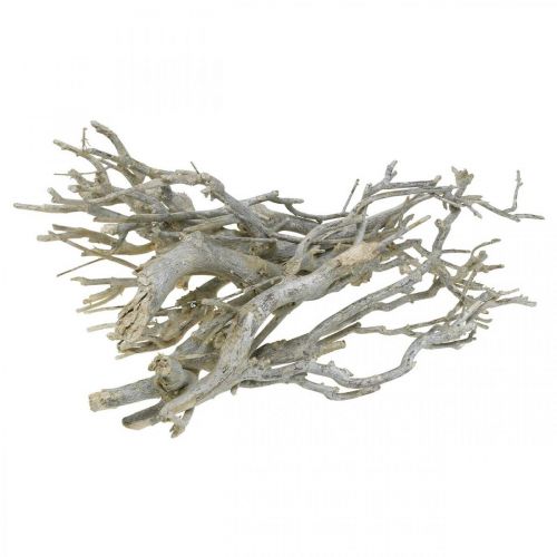 Floristik24 Ramas decorativas de arbusto de curry, Decoración navideña, Adviento, decoración natural Dorado, blanco lavado L25–30cm 500g