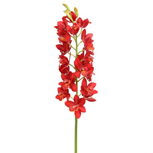 Floristik24 Orquídea cymbidium rojo 78cm