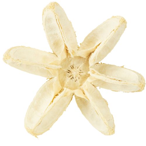 Artículo Flor decorativa blanqueada 12 uds