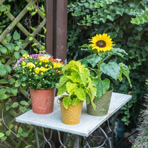 Floristik24 Cubo decorativo frutas amarillo, naranja, verde lavado Ø12.5cm H12cm juego de 3