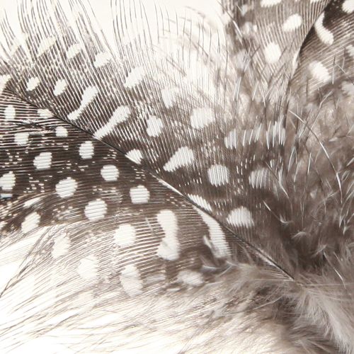 Artículo Plumas decorativas de gallina de Guinea punteadas sobre palo, naturales, L35 cm, 12 unidades