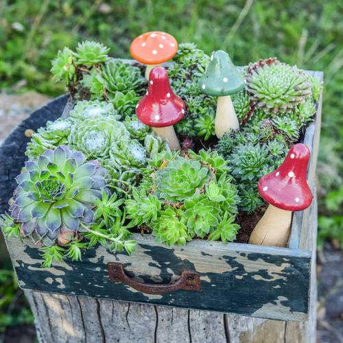 Floristik24 Conjunto decorativo de agárico de mosca naranja, verde, rojo 10/12 / 14,8cm