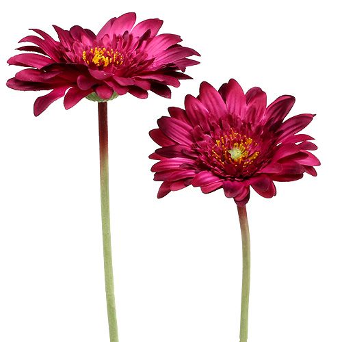 Floristik24 Deko-Gerbera rosa oscuro Ø10cm L53cm 6pcs