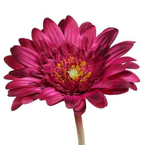 Floristik24 Deko-Gerbera rosa oscuro Ø10cm L53cm 6pcs