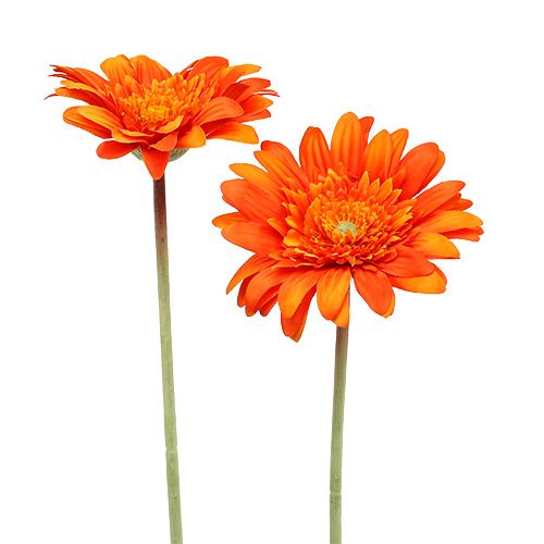 Floristik24 Deco Gerbera Naranja Ø10cm L53cm 6pcs