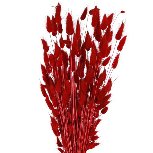 Floristik24 Hierba Decorativa Lagurus Roja Flores Secas Hierba Cola De Conejo 50g
