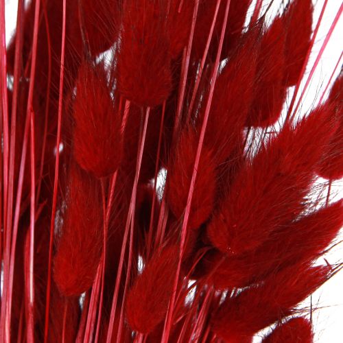 Floristik24 Hierba Decorativa Lagurus Roja Flores Secas Hierba Cola De Conejo 50g
