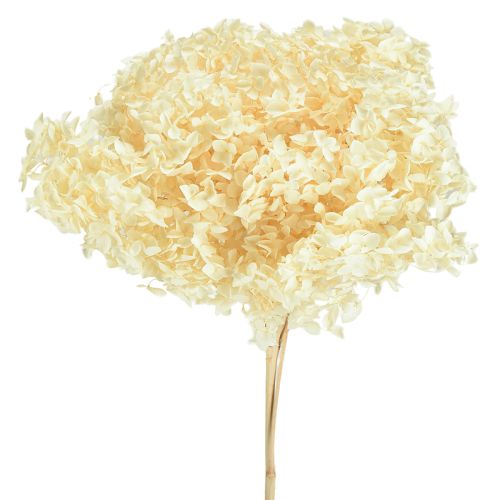 Hortensia decorativa crema flor natural preservada Ø20cm 1 ud
