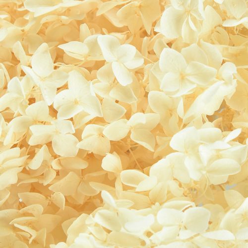Artículo Hortensia decorativa crema flor natural preservada Ø20cm 1 ud