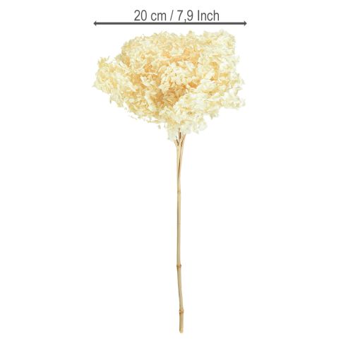 Artículo Hortensia decorativa crema flor natural preservada Ø20cm 1 ud