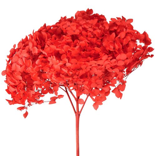 Hortensia decorativa flor seca preservada roja Ø20cm 1 ud