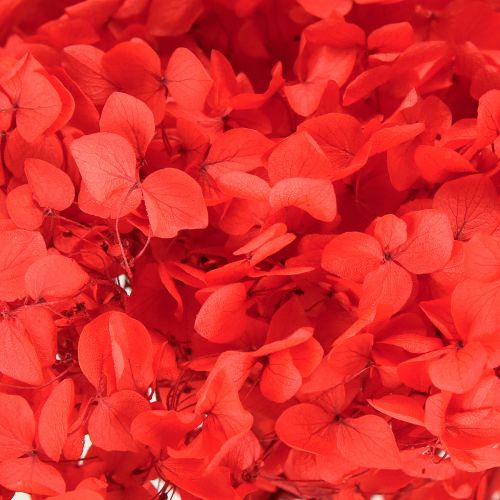 Floristik24 Hortensia decorativa flor seca preservada roja Ø20cm 1 ud
