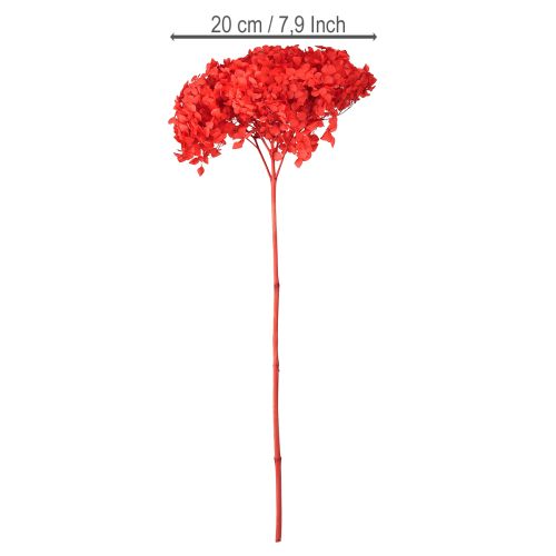 Floristik24 Hortensia decorativa flor seca preservada roja Ø20cm 1 ud