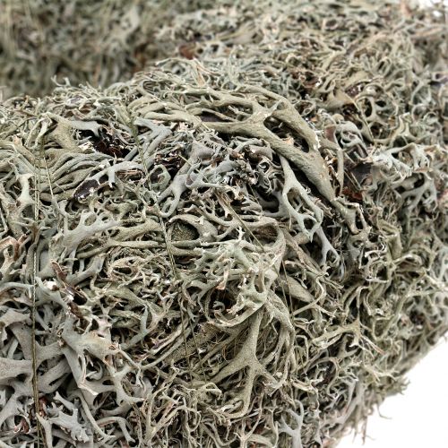 Floristik24 Corona decorativa, corona de musgo gris Ø38cm 1p