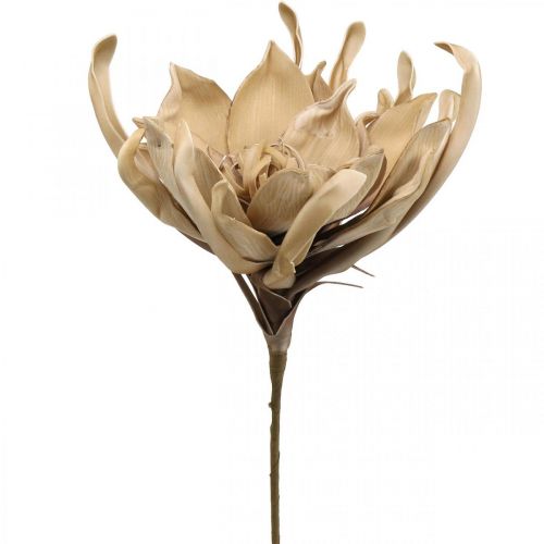 Floristik24 Deco flor de loto flor de loto artificial flor artificial beige L68cm