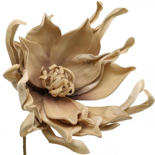 Artículo Deco flor de loto flor de loto artificial flor artificial beige L68cm